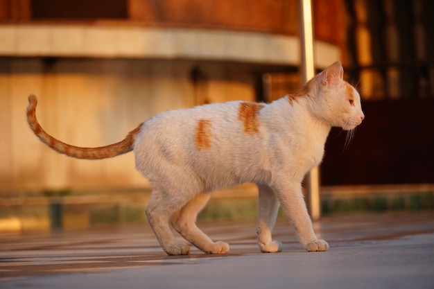 Chat mignon assis et regardant la caméra