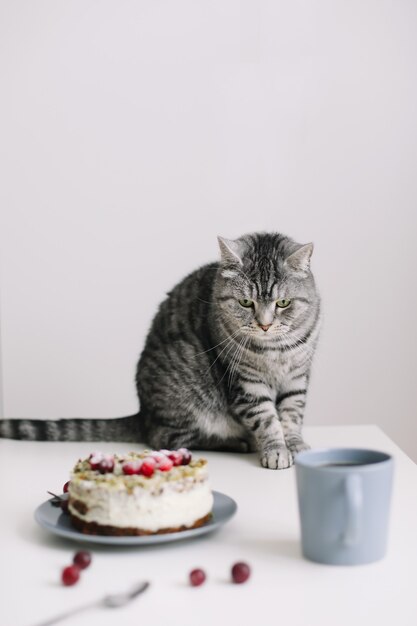 Chat mignon assis sur une table et regardant un délicieux gâteau.