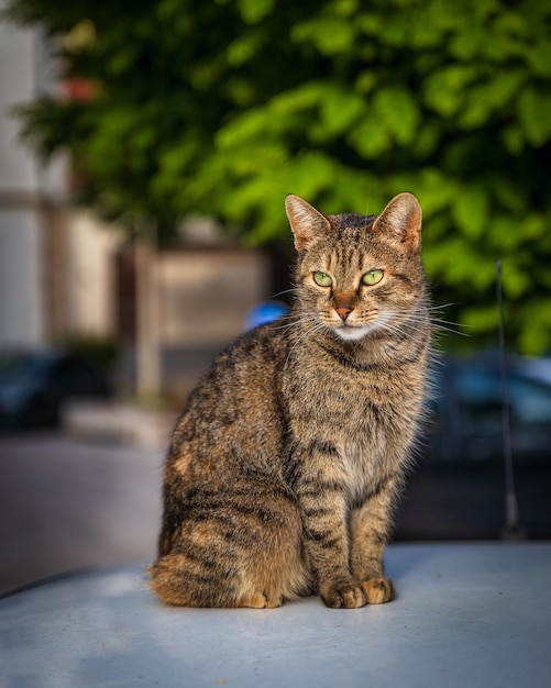 Chat mignon assis sur une voiture à Mostar, Bosnie-Herzégovine