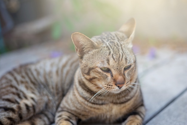 Photo chat mignon au repos