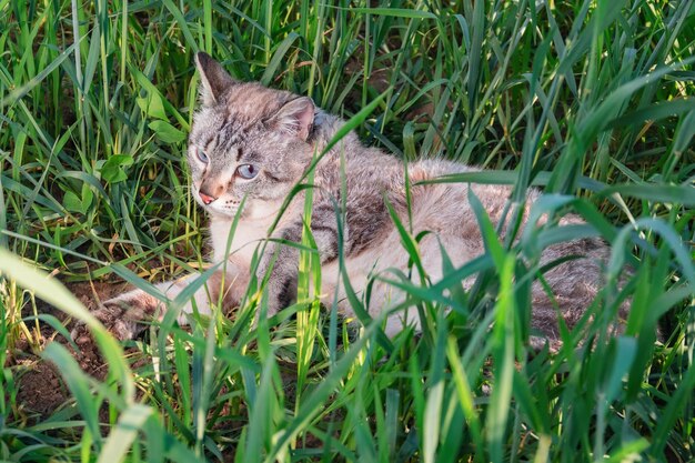 Chat mignon aux yeux bleus caché dans l'herbe Le chat se trouve dans l'herbe verte haute
