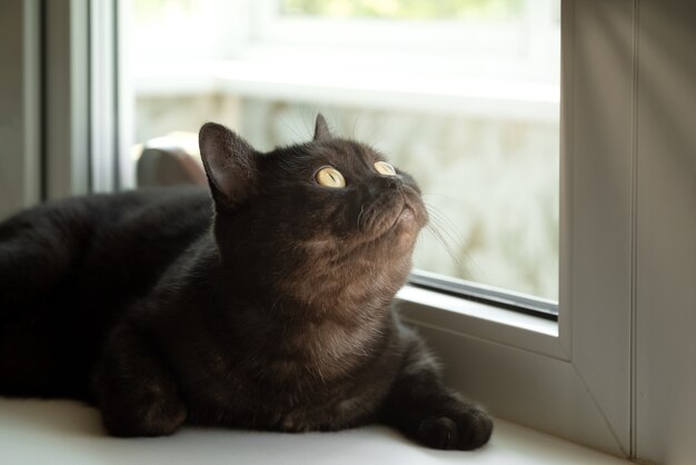 Un chat mignon aux yeux jaunes se pose sur le rebord de la fenêtre et regarde la fenêtre