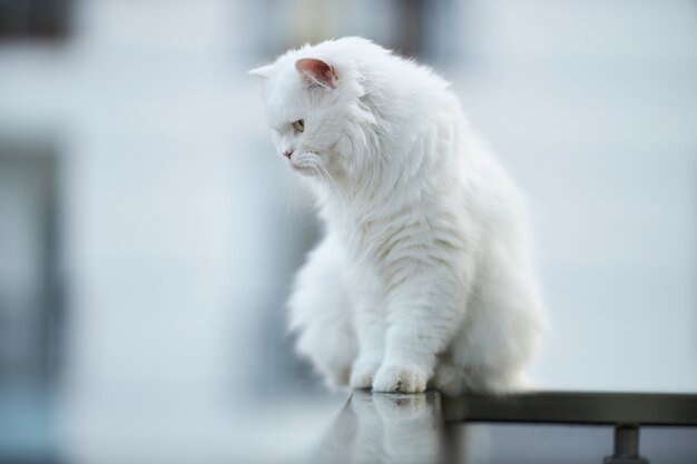 Chat mignon blanc assis sur le balcon