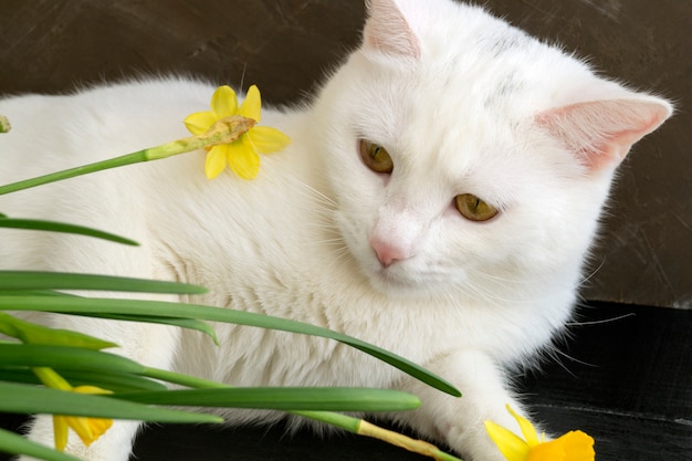 Chat mignon blanc en fleurs. sur un fond marron.