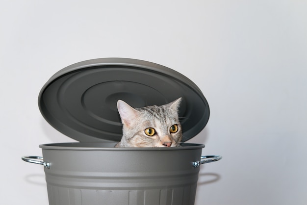 Chat mignon cache dans un seau gris avec couvercle