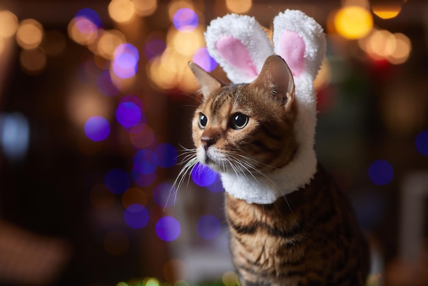 Chat mignon en chapeau de père Noël contre les lumières de Noël floues