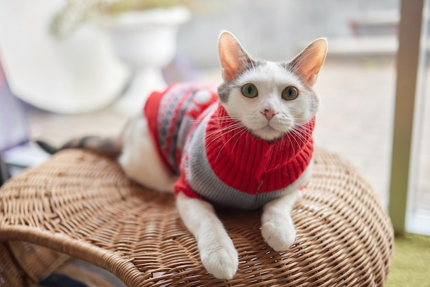 Chat mignon en chapeau de père Noël contre les lumières de Noël floues