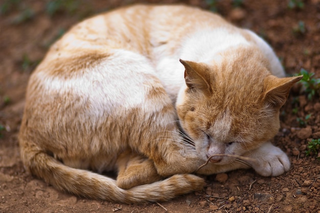 chat mignon chat qui dort sur le sol