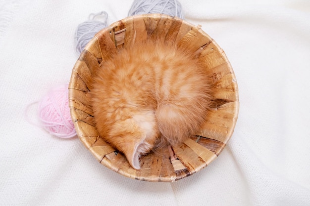 Chat mignon chaton rouge dormant avec des boules roses et grises, des écheveaux de fil dans un panier sur un lit blanc