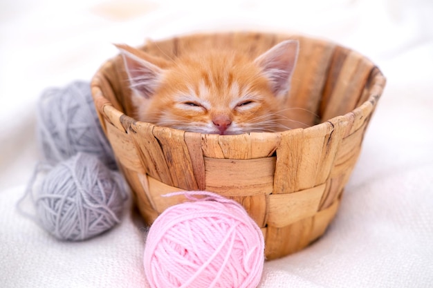 Chat mignon chaton rouge dormant avec des boules roses et grises, des écheveaux de fil dans un panier sur un lit blanc