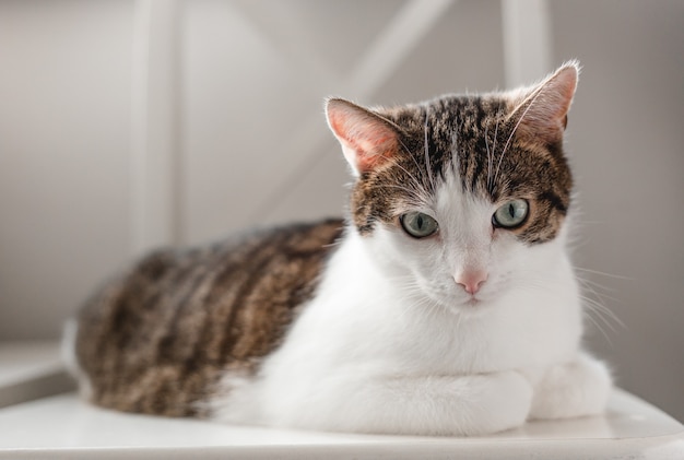 Chat mignon couché sur une chaise blanche. Bannière, concept pour animaux de compagnie. Funny gros chat assis