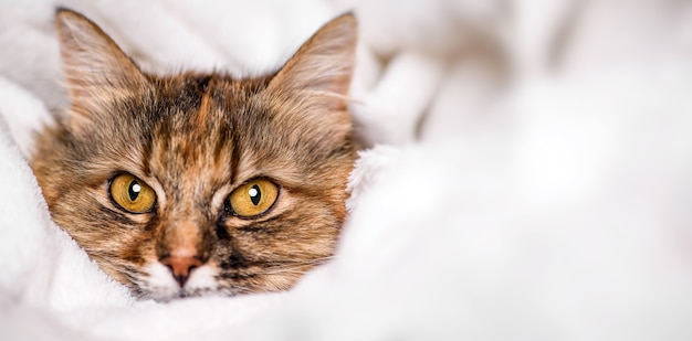 Chat mignon couché sur une couverture douce blanche.