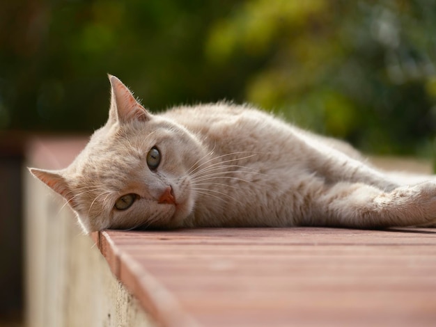 Un chat mignon couché