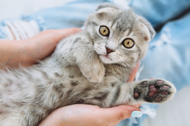 Chat mignon dans les mains de la femme