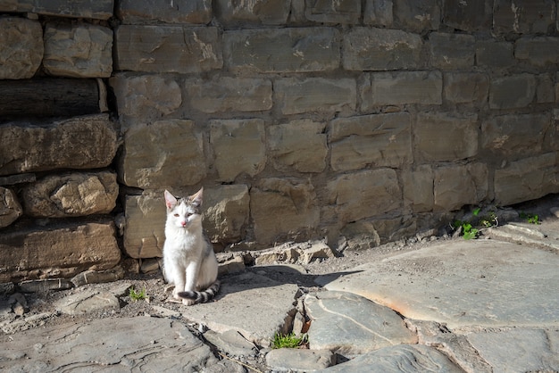 Chat mignon dans la rue