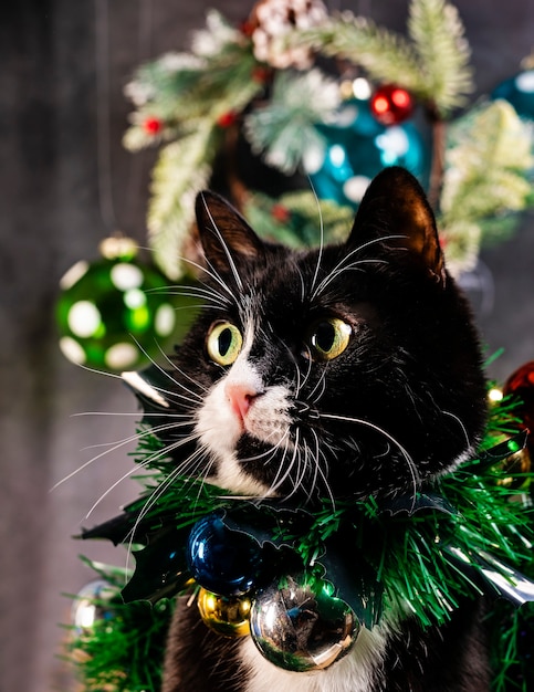 Photo chat mignon avec des décorations de noël sur sa poitrine.