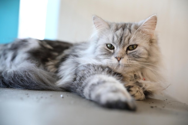 Chat mignon à la détente