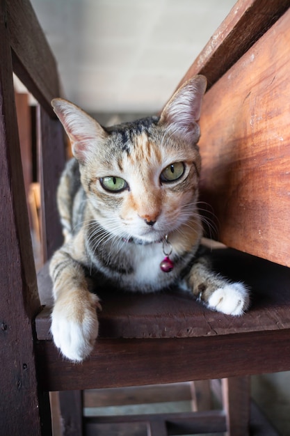 Chat mignon domestique s'est endormi