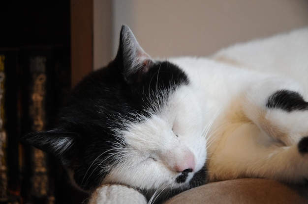 Chat mignon dormant sur un canapé confortable