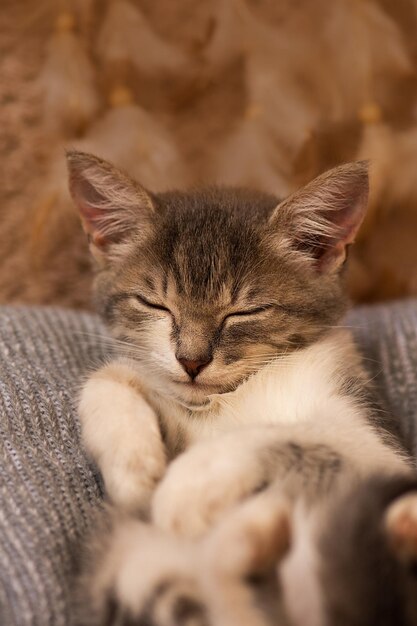 Chat mignon dormant chaton dormant sur une couverture