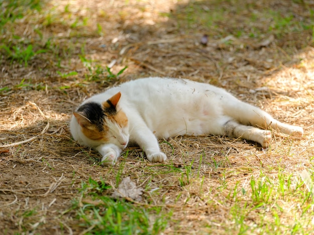 Un chat mignon dormant dans le parc