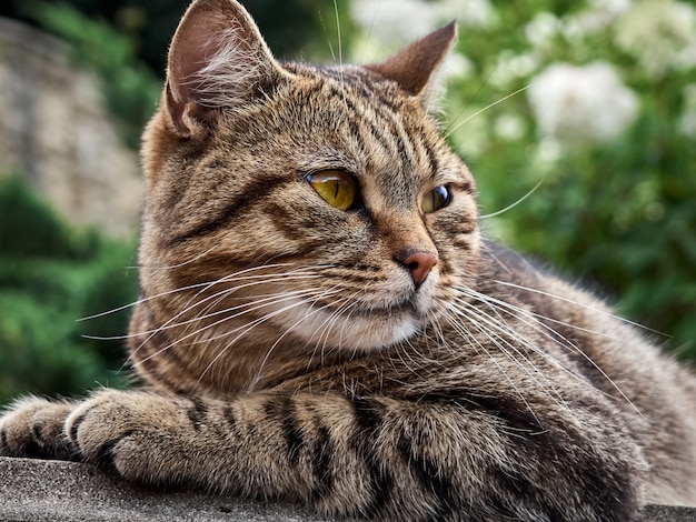 Chat mignon dormant dans le parc.