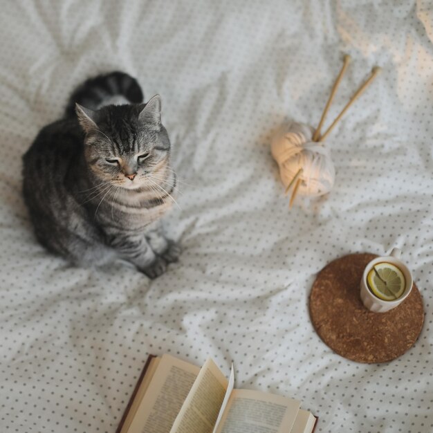 Chat mignon dormant à la maison livre et tasse de thé au citron avec décor à la maison sur le lit chaud et doux scandinavie