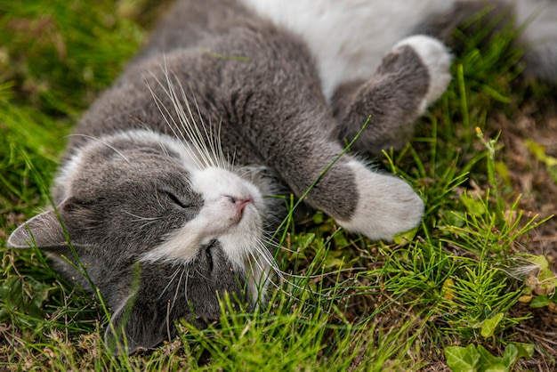 Le chat mignon dort sur l'herbe dans le jardin