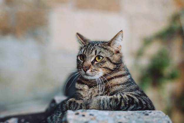 Le chat mignon est allongé