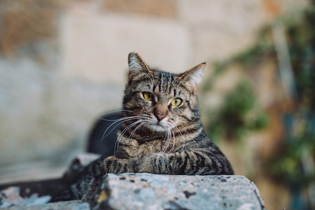 Le chat mignon est allongé