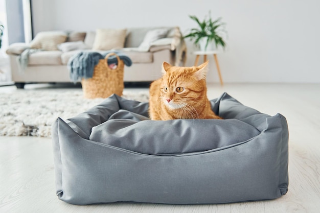 Le chat mignon est à l'intérieur dans la pièce domestique moderne pendant la journée