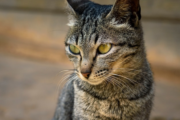 Un chat mignon est à la maison