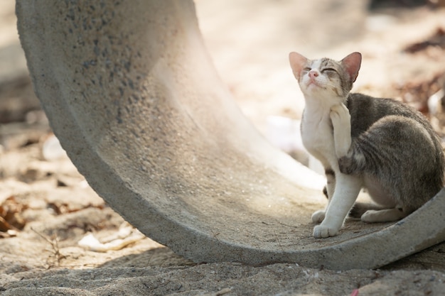 Chat mignon à l'extérieur