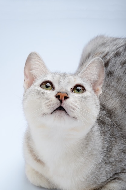 chat mignon sur fond blanc