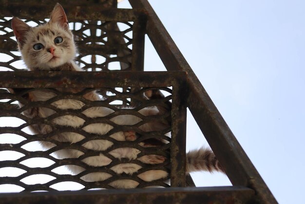 Chat mignon avec le fond des yeux bleus