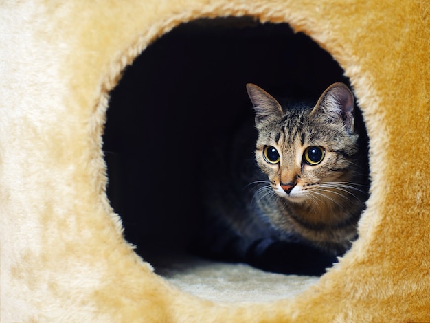 Chat mignon furtivement hors de sa maison