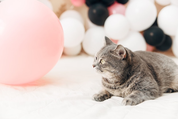 Chat mignon gris. Fond de ballon. Concept d'anniversaire.