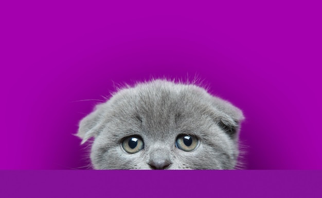 chat mignon gris jette un coup d'oeil et se tient droit concept d'amour pour les chats