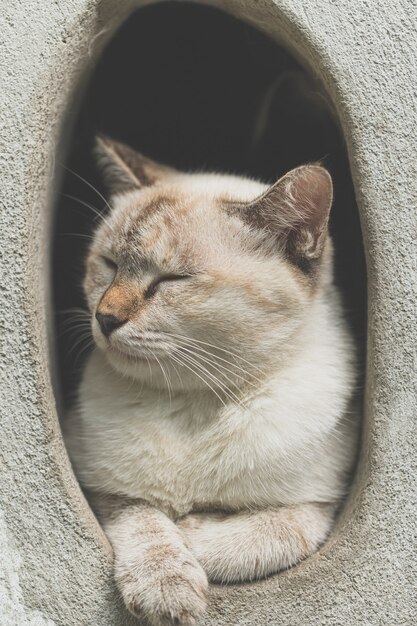 Chat mignon gris s'amusant