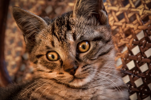 Chat mignon gros plan détail