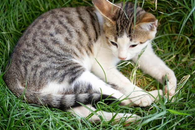 Chat mignon sur l'herbe