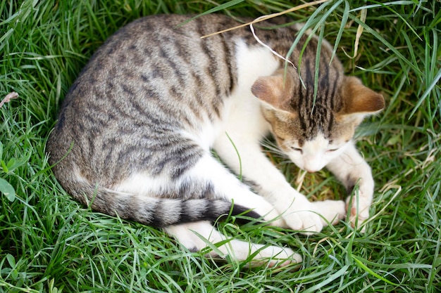 Chat mignon sur l'herbe