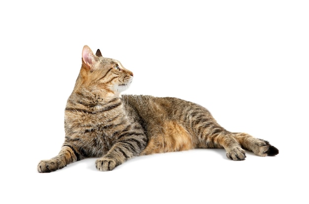 chat mignon isolé sur blanc