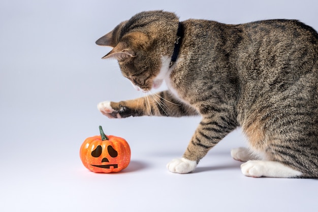 Chat mignon jouant avec une citrouille d'Halloween