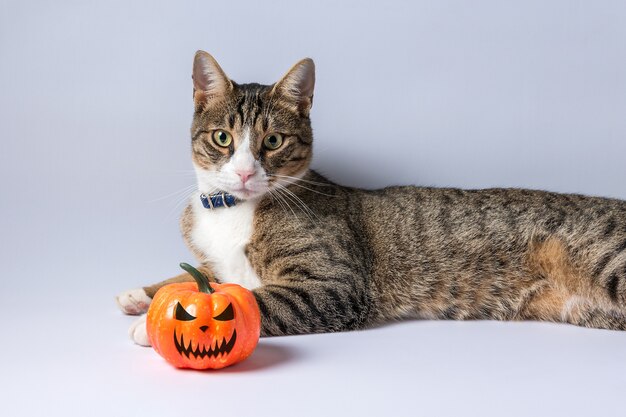 Chat mignon jouant avec une citrouille d'Halloween