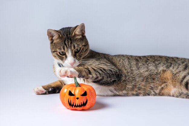 Chat mignon jouant avec une citrouille d'Halloween