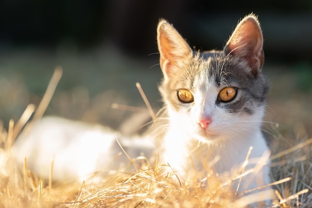 Chat mignon jouant dans le parc le jour de la pluie