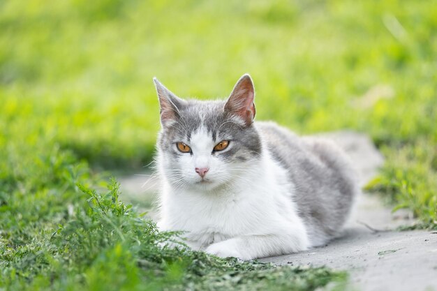 Chat mignon jouant dans le parc un jour de pluiex9