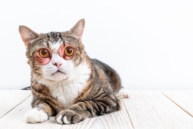 Chat mignon avec des lunettes