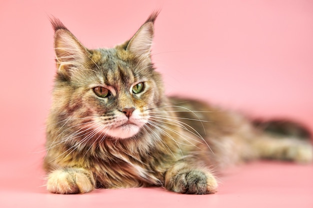 Chat mignon Maine Coon